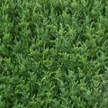 CYPRES Artificiel PLAQUE NEW 50*50