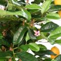 Citronnier Sunny
