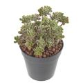SUCCULENTE *34 Artificielle
