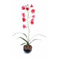 Cymbidium artificiel