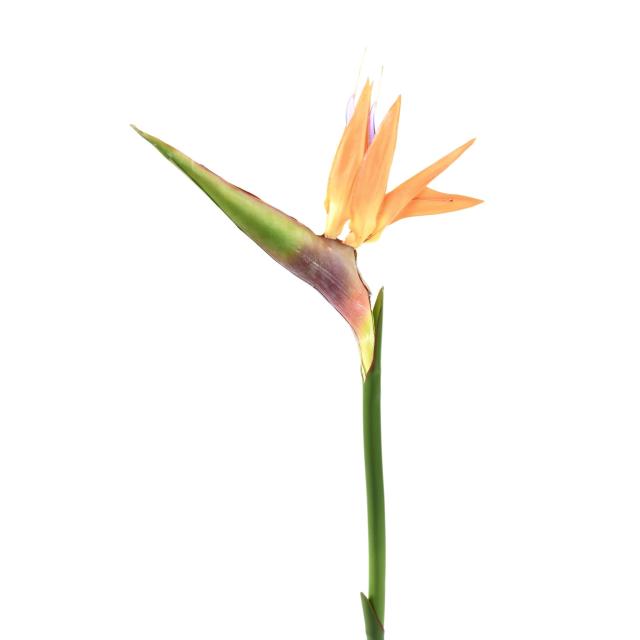 Strelitzia Artificiel en Brin de 80 cm