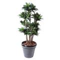 Dracaena artificiel FRAGRANS COMPACTA