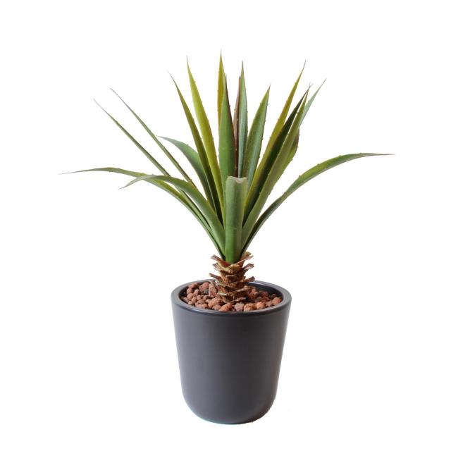 Aloe artificielle ferox