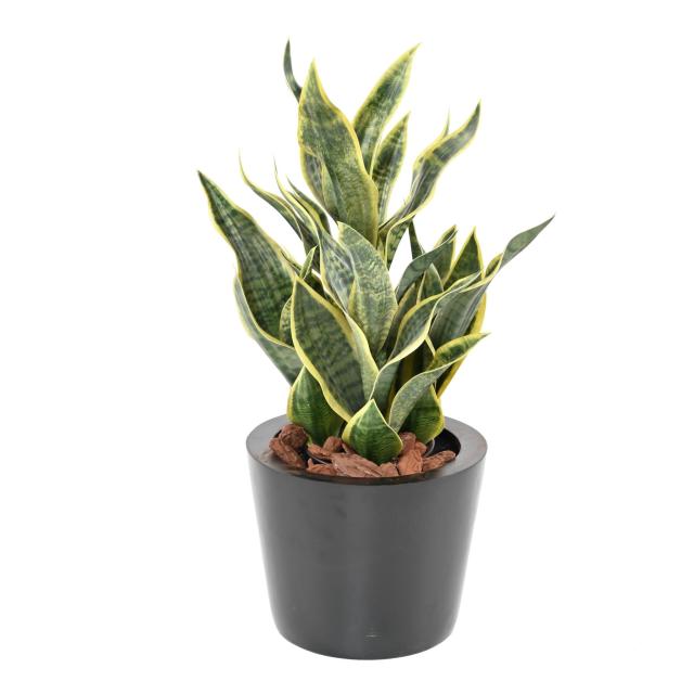 SANSEVIERIA Artificiel MASONIANA 66