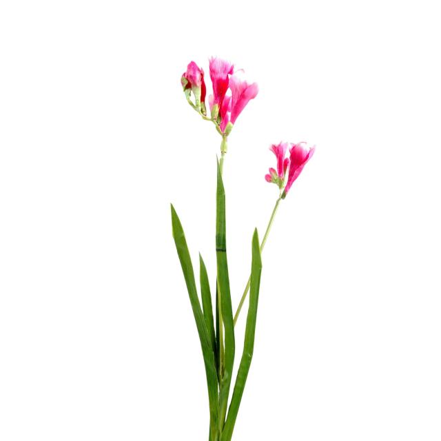 Freesia artificiel L