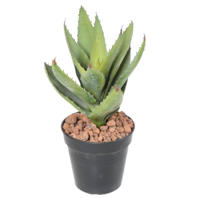 ALOEVERA Artificielle 12
