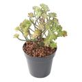 SUCCULENTE Artificielle MINI20