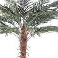 Phoenix artificiel PALM