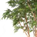 BUCIDA Artificiel TREE 330 LUXE