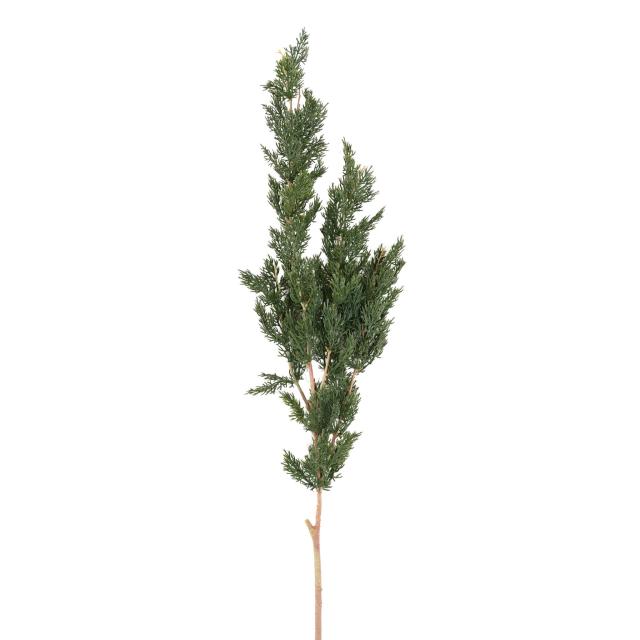 Branche Thuya Artificiel 120cm
