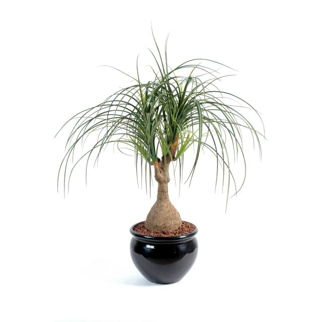 Beaucarnea Artificiel