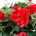 Geranium artificiel*115