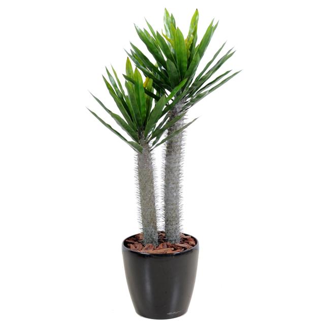 Pachypodium artificiel PLAST