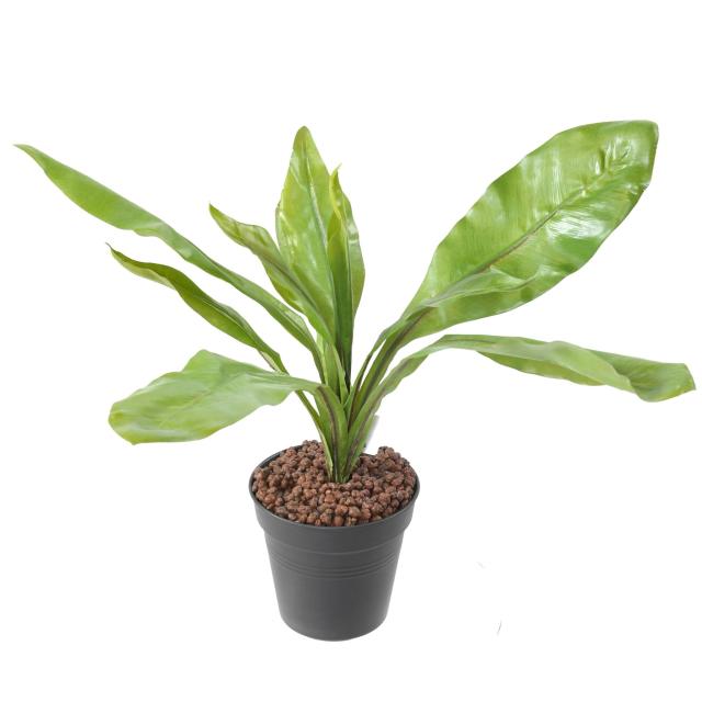 ASPLENIUM S Artificiel