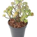 SUCCULENTE Artificielle MINI20