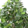 CLUSIA Artificiel BUISSON