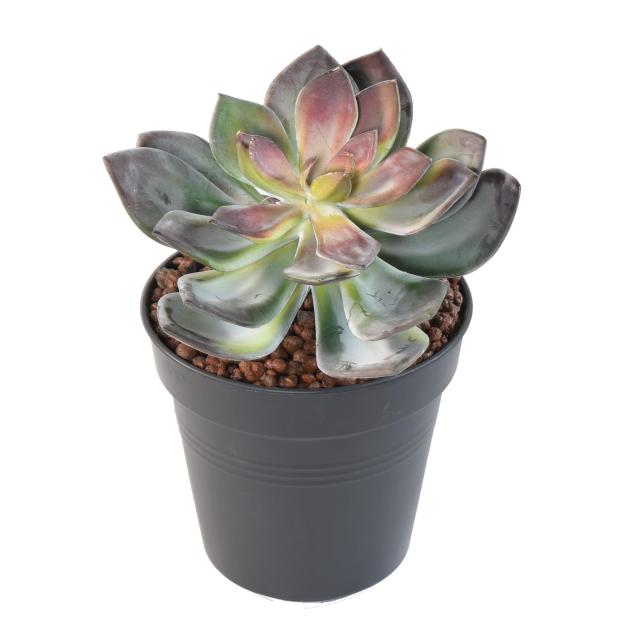 Succulente Artificielle Vert-rouge