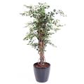 Bougainvillée artificiel NEW LIANES
