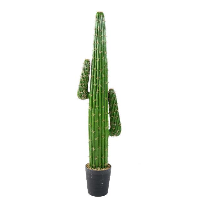 Cactus Mexico Cartoon Artificiel
