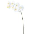 PHALAENOPSIS Artificielle TIGE