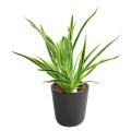 DRACAENA PLANT Artificiel