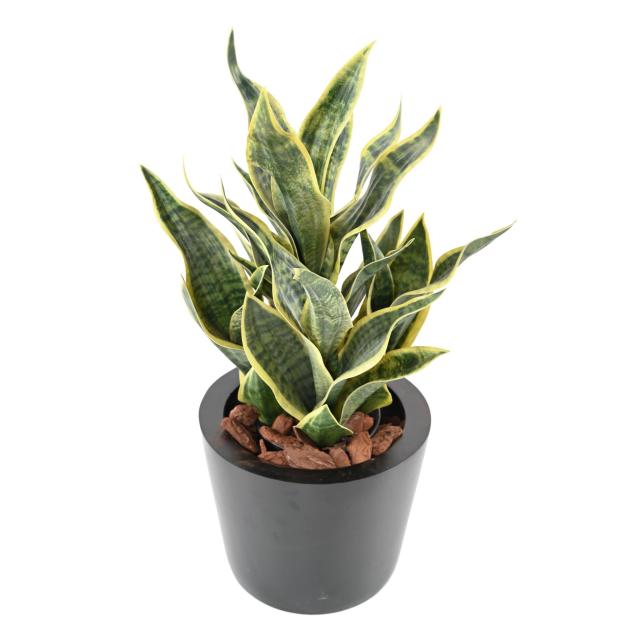 Sansevieria Masoniana Artificielle