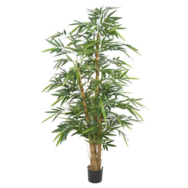 BAMBOU BUDDHA TREE