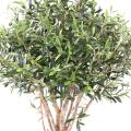OLIVIER Artificiel TOPPING TREE
