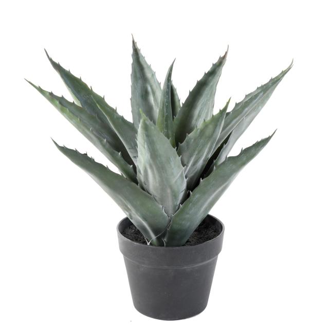 Vertimea