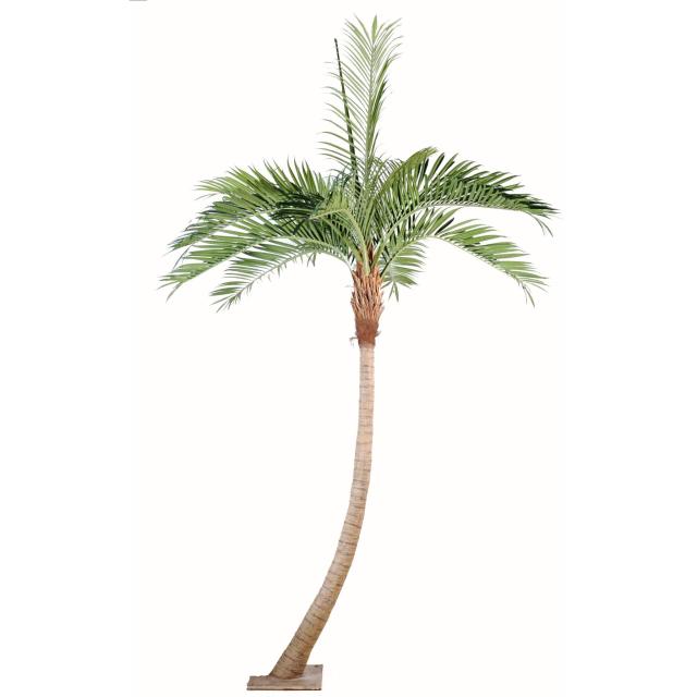 Palmier Coconut Courbé NEW