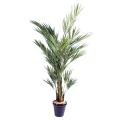 Kentia artificiel ROYAL