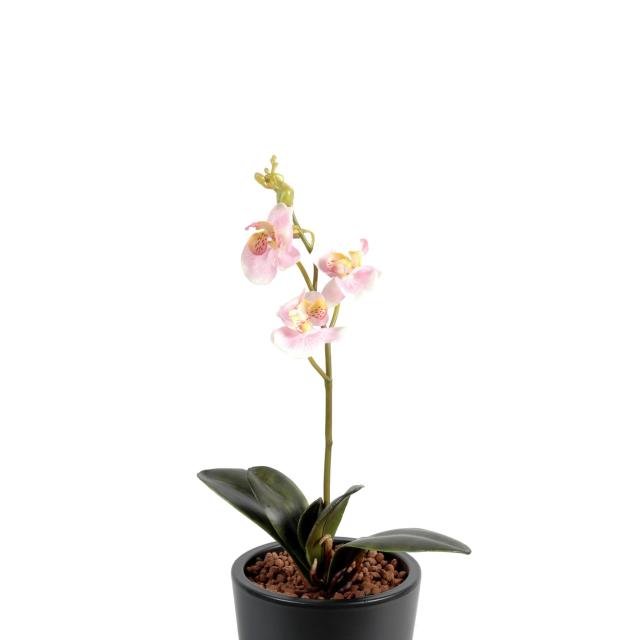 Orchidée Phalaenopsis Artificielle S