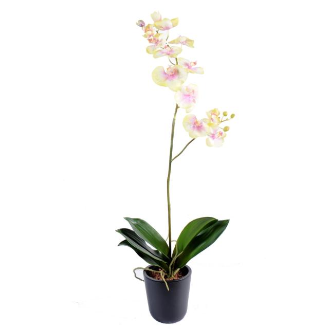 Phalaenopsis artificielle L*12