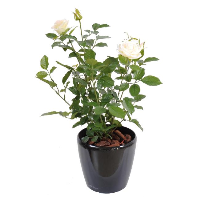 Rosier artificiel ROYAL