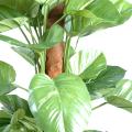Pothos artificiel GEANT