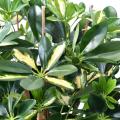 Schefflera artificiel