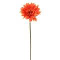 Gerbera