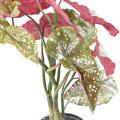 BEGONIA Artificiel MACULATA 70
