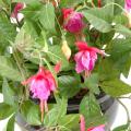 Fuchsia artificiel CHUTE*306
