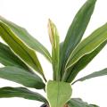 Dracaena artificiel CORDYLINE