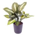 Dieffenbachia artificiel