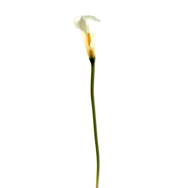Calla Lily, Fleur Coupée Artificielle