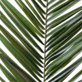 Palme artificielle PHOENIX CANARIENSIS